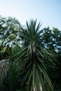 Vertical closeup of the Yucca aloifolia, Spanish bayonet in the garden.