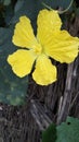 Vertical closuep shot of a bautiful yellow hibiscus flower
