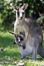 Vertical closuep shot of a cute kangaroo with its baby in the pouch
