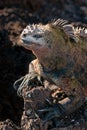 Vertical closuep shot of a Galapagos marine iguana on a rock Royalty Free Stock Photo