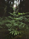 Vertical closuep shot of ostrich fern plants growing in the forest Royalty Free Stock Photo