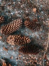 Vertical closuep shot of pinecones on the ground