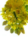 Vertical clsoeup shot of the flowers of a Golden Shower Tree on a white background