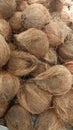 Vertical coconut husk brown coir fiber Royalty Free Stock Photo