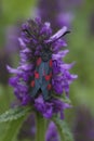 Vertical colorful closeup on the diurnal 5 spot burnet moth, Zygaena trifolii on a purple flower