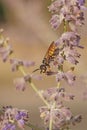 Vertical colorful closeup on a yellow European beewolf, Philanthus triangulum sitting on purple flowers Royalty Free Stock Photo