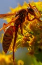 Vertical colorful micro selective focus image of an Asian giant hornet in yellow flowers