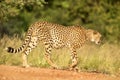 A vertical, colour close up photo of cheetah walking in savannah, Acinonyx jubatus, Greater Kruger Transfrontier Park, South