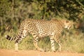 A vertical, colour close up photo of cheetah walking in savannah, Acinonyx jubatus, Greater Kruger Transfrontier Park, South