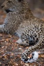 The curled, white tip of a leopard`s tail.