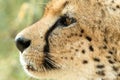 A vertical, colour photo close up portrait of cheetah, Acinonyx jubatus, Greater Kruger Transfrontier Park, South Africa,