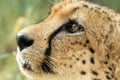 A vertical, colour photo close up portrait of cheetah, Acinonyx jubatus, Greater Kruger Transfrontier Park, South Africa,