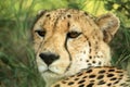 A vertical, colour photo close up portrait of cheetah, Acinonyx jubatus, Greater Kruger Transfrontier Park, South Africa,