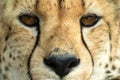 A vertical, colour photo close up portrait of cheetah, Acinonyx jubatus, Greater Kruger Transfrontier Park, South Africa,