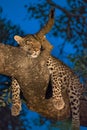 Sleeping leopard in a tree
