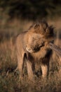 A vertical, colour photograph of a handsome male lion, Panthera leo, scratching in golden side light in Savute, Botswana. Royalty Free Stock Photo