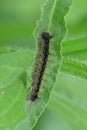 Vertical of a Common Buckeye Caterpillar, Junonia coenia Royalty Free Stock Photo