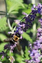 Vertical of a Common Eastern Bumble Bee, Bombus impatiens, in Russian Sage plant Royalty Free Stock Photo