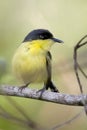 Vertical of Common Tody-Flycatcher, Todirostrum cinereum, perched Royalty Free Stock Photo