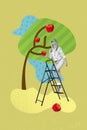 Vertical composite photo collage of satisfied farmer woman standing on ladder hold gather apples in garden isolated