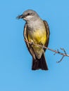 Western Kingbird