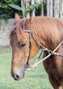Vertical composition mare horse portrait with bit and bridle Royalty Free Stock Photo