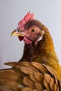 A vertical composition of a red chicken looking over it`s shoulder with ruffled feathers.