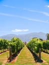 Vertical composition rows of grape vines leading towards distant hills under blue sky