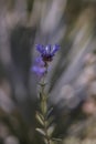 A single Fragrant Sage bloom