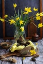 vertical composition. Spring morel mushrooms in a box and yellow wild tulips on a dark wooden background.