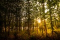 Vertical concept in nature, mysterious forest with plenty of trees with amazing light during sunset