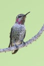 Vertical of Costa`s Hummingbird, Calypte costae, perched Royalty Free Stock Photo