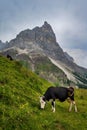 Vertical of a cow grazing in a lush green meadow in a mountain range Royalty Free Stock Photo