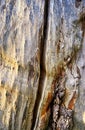 Vertical crack in a rotted tree trunk as a natural background Royalty Free Stock Photo