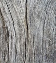 Vertical cracks on wooden texture closeup photo. White and grey wood background. Royalty Free Stock Photo