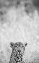 Leopard peek-a-boo Royalty Free Stock Photo