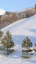 Vertical crop Young pine trees and houses on snow blanketed slope of Wasatch Mountains