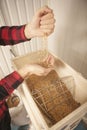 Brewer pouring barley seeds into grain mill at his brewery