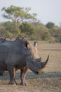 A white rhino with oxpecker passengers. Royalty Free Stock Photo