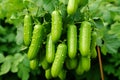 Vertical cucumber garden in backyard, showcasing lush greenery and innovative gardening techniques.