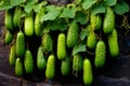 Vertical cucumber garden flourishing in backyard with innovative technique and lush greenery.