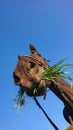 VERTICAL: Curious brown colt looks into camera while grazing on a sunny day. Royalty Free Stock Photo