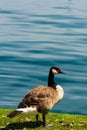 Vertical of a cute Canadian Goose on a lake shore