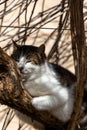 Vertical of a cute Cyprus cat, Felis catus calmly sleeping on the tree