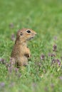 Vertical Cute European ground squirrel in a field of grass with purple flowers