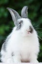 Vertical. cute little fluffy rabbit on green natural background. grey and white color bunny. Easter symbol. domestic pet.