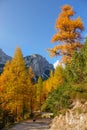 VERTICAL: Little puppy stands under the tall trees changing their colors in fall