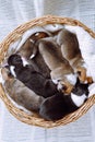 Vertical cute, tricolored snoozing Welsh corgis lying in blanket in wicker basket. Newborn animals,pet shelter, top view