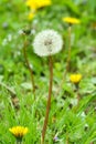 Vertical dandelion in the grass Royalty Free Stock Photo