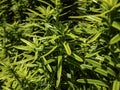 Vertical dark green with yellow stripes branches of yew Taxus baccata Fastigiata Aurea in the open air